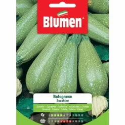 SEMI ZUCCHINO BOLOGNESE BLUMEN SEMENTI ORTO Fröer & Lökar