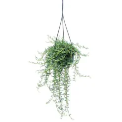 Best Senecio hallianus Ampelpflanze - Curio hallianus vid trafikljus 14cm - hängande Krukväxter Inomhus