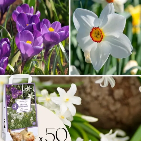 Skuggträdgårdslåda - 50 blomsterlökar för skugga & halvskugga