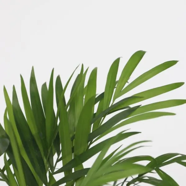 Discount Små Dypsis och Chamaedorea - Mix av 2 med korg - Höjd 25-40cm - ⌀12cm Krukväxter Inomhus