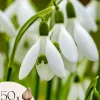 Sale Snödroppe - Set om 50 - Galanthus elwesii - Blomlökar - Vit Fröer & Lökar