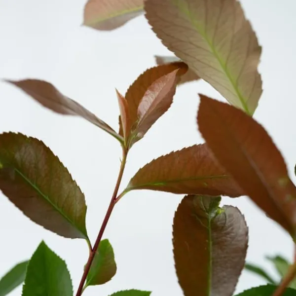 Snittmispel - Set om 4 - Photinia fraseri 'Red Robin' - Höjd 30-40cm - ⌀17cm Trädgårdsväxter