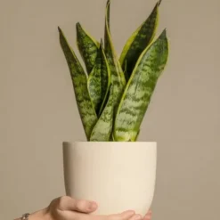 Discount Svärmorstunga - Sansevieria trifasciata Laurentii - Höjd 40-50cm - ⌀14cm Krukväxter Inomhus