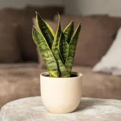 Sale Svärmorstunga - Set om 3 - Sansevieria trifasciata - Höjd 35-40cm - ⌀12cm Krukväxter Inomhus