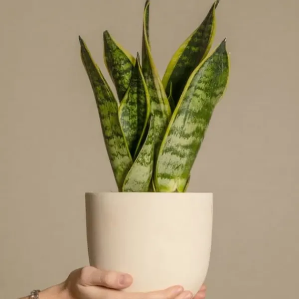 New Svärmorstunga - Set om 3 - Sansevieria trifasciata - Höjd 35-40cm - ⌀12cm Krukväxter Inomhus