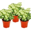 Best Syngonium Pixie, set om 3, lila påse Krukväxter Inomhus