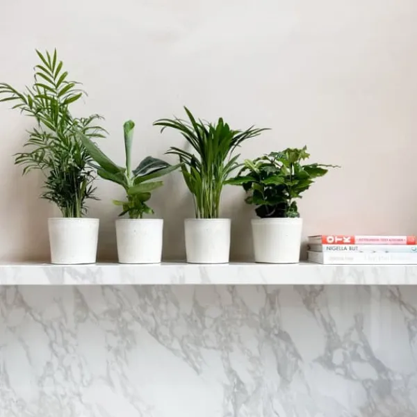 Outlet Trendig mix - Set om 4 - Dypsis, Cham., Coffea, Musa - Höjd 25-40cm - ⌀12cm Krukväxter Inomhus