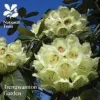 Best Trengwainton Garden Blommor