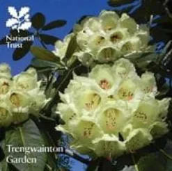 Best Trengwainton Garden Blommor