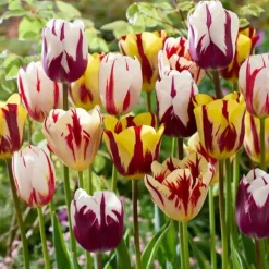 Hot Tulpanlökar - Set om 30 - Tulipa 'Flaming Beauty Mix' - Blomlökar - Flerfärgad Fröer & Lökar