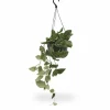 Två Scindapsus Pictus Växter Ø15 cm Höjd ca 20 cm