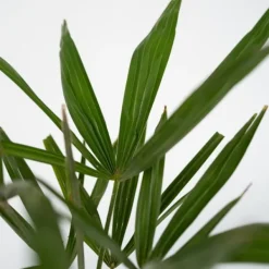 Väderkvarnspalm - Set om 4 - Trachycarpus Fortunei - Höjd 35-45cm - ⌀15cm