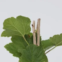 Vinbärsväxt - Set om 2 - Ribes rubrum 'Jonkheer van Tets' - Höjd 50-60cm - ⌀15cm