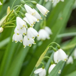 Vintergäck - Set om 40 - Leucojum aestivium - Blomlökar - Vit