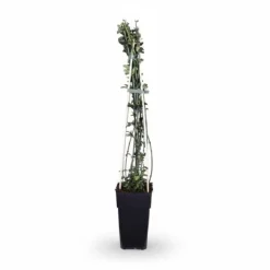 Outlet Vinterjasmin i Kruka Ø15 cm, Höjd ca 65 cm Krukväxter Inomhus
