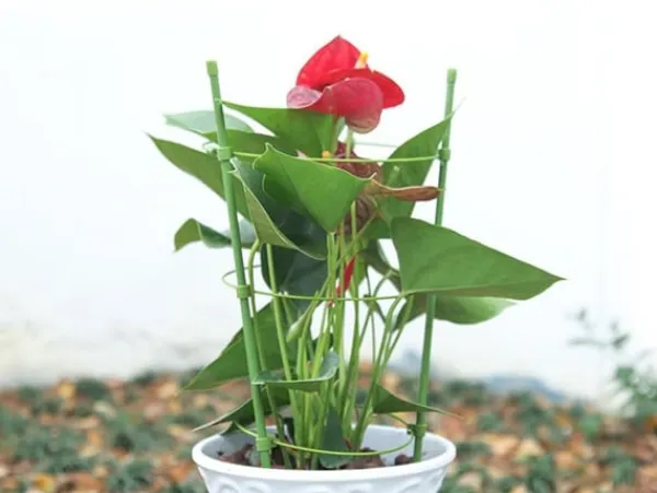 Växtstöd / Spaljé - 60 cm Krukor & Växtbehållare