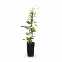 Online 3x Clematis Rouge Cardinal 65 cm - Krukstorlek Ø15 cm Trädgårdsväxter
