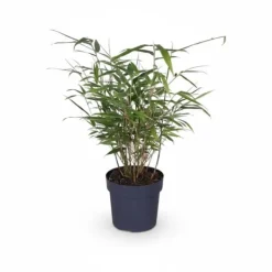 8x Fargesia Rufa Bambuväxter 40 cm i 14 cm Kruka