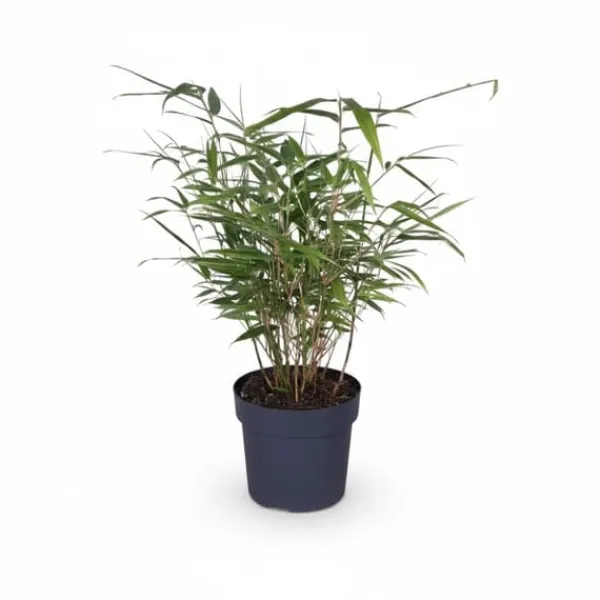 8x Fargesia Rufa Bambuväxter 40 cm i 14 cm Kruka