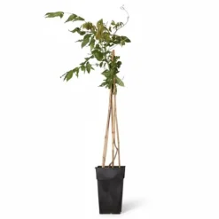 2x Japansk Blåregn 'Rosea' 65 cm i Kruka Ø15 cm