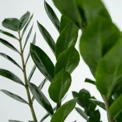 Zamiakalla - Zamioculcas Emerald - Höjd 70-80cm - ⌀21cm